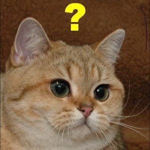 Meet your Posher, Damaris